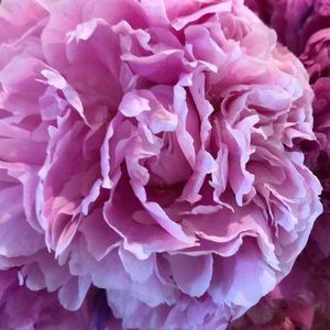 Meet your Posher, Rowena